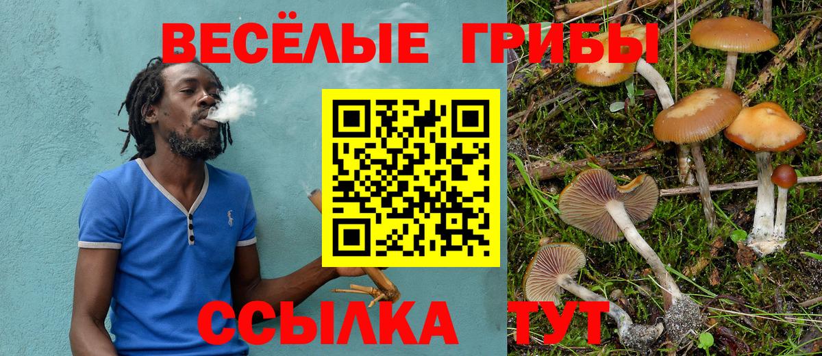Псилоцибиновые грибы Cubensis Каменск-Шахтинский
